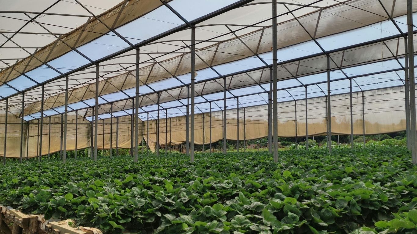 Microorganismos, riego y operación: llevar la biología al campo