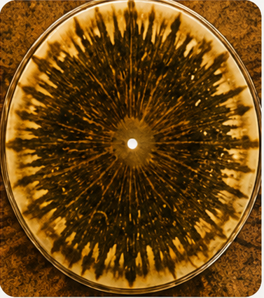 Cromatografía comparativa Trichoderma