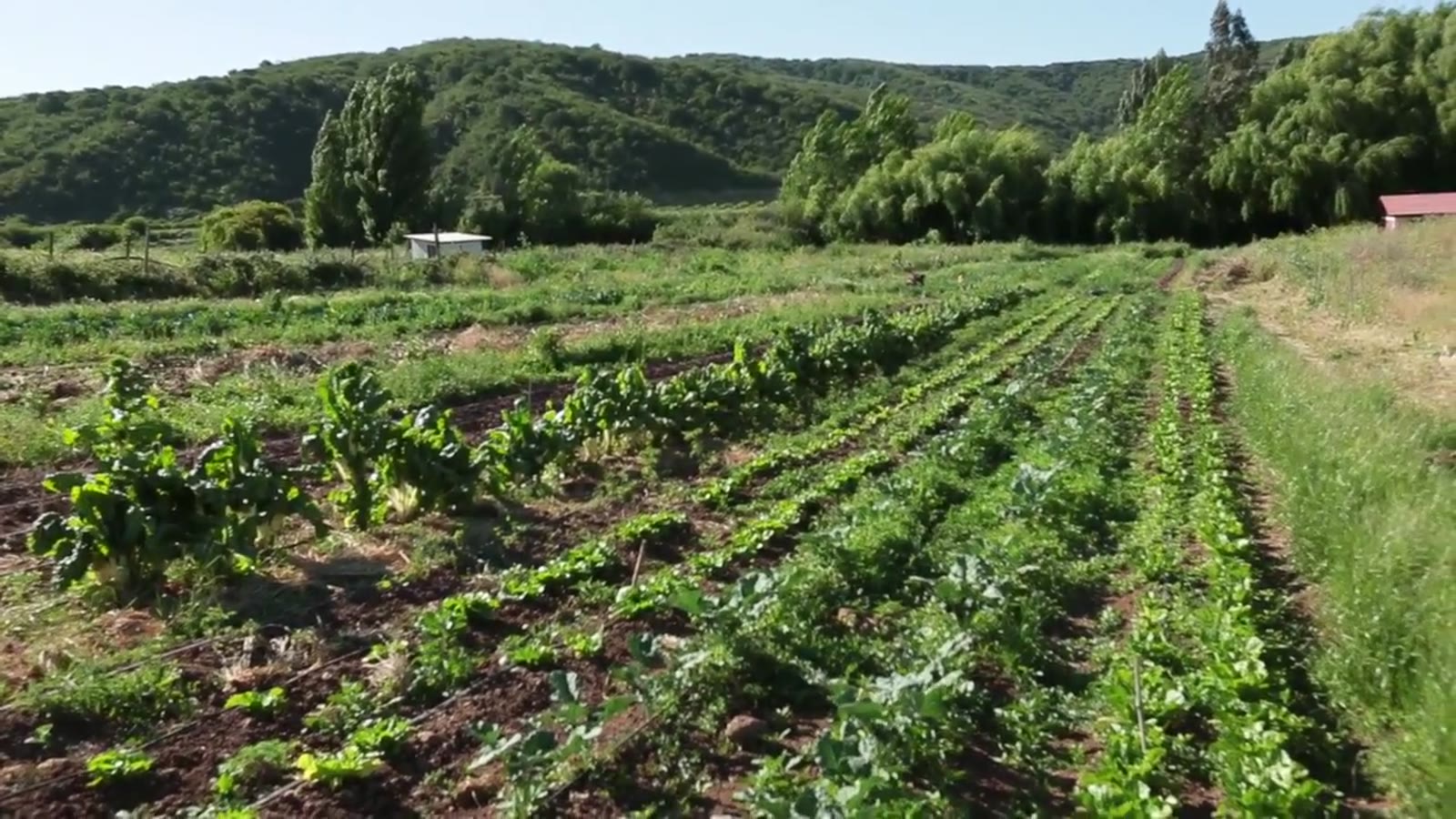 Agricultura Regenerativa