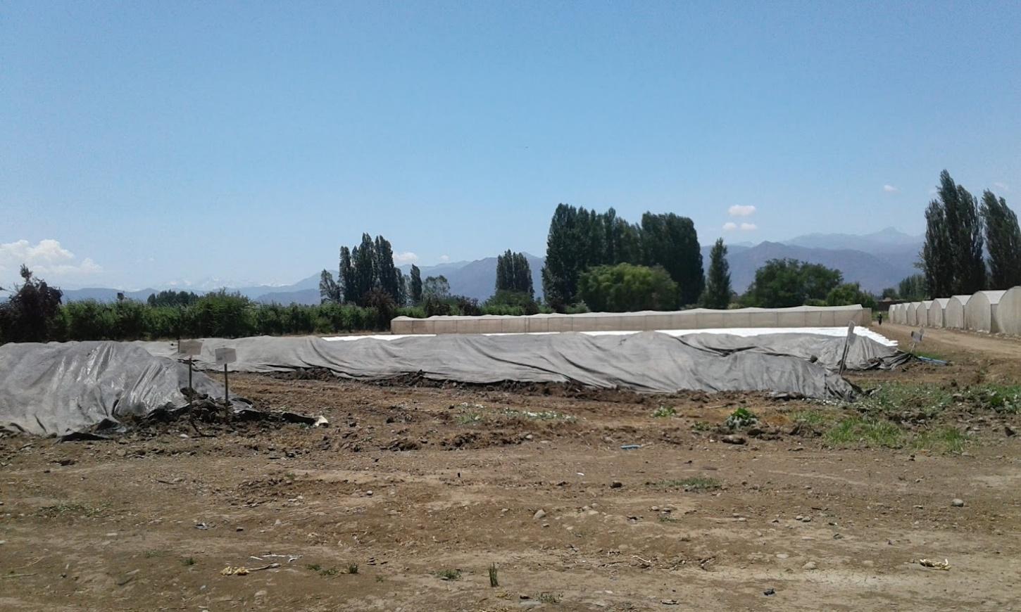 Planta Rengo